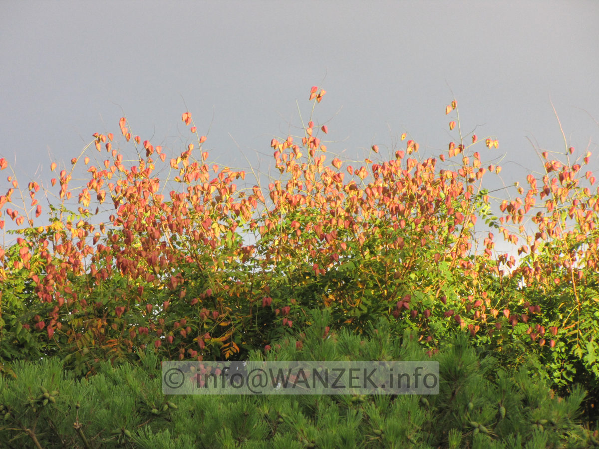 Koelreuteria paniculata 08.JPG